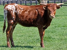 OF Sweet Texas Belle